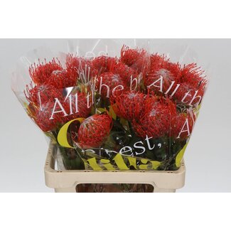 Freshy Nutans Tango