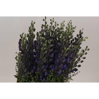 Freshy Aconitum Na Pyramidale