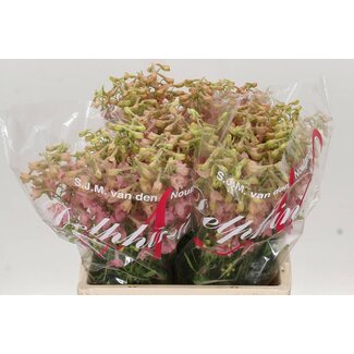 Freshy Delphinium En Pink Sensation