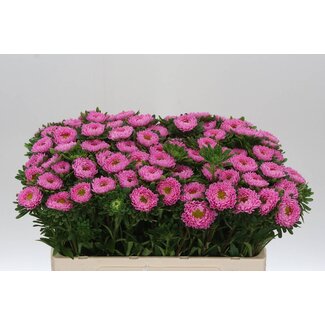 Freshy Callistephus Mats Pink