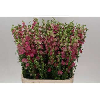 Freshy Consolida R Q Rose