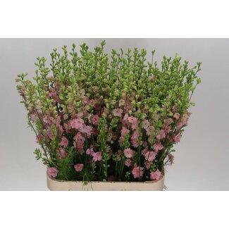 Freshy Consolida R Q Light Pink