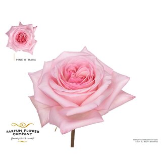 Freshy Rosa Parfum O'hara
