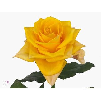 Freshy Rosa Feurio