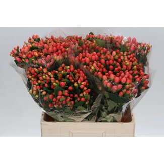 Freshy Hypericum Mag Roy Princess