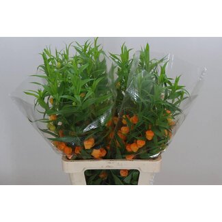 Freshy Sandersonia