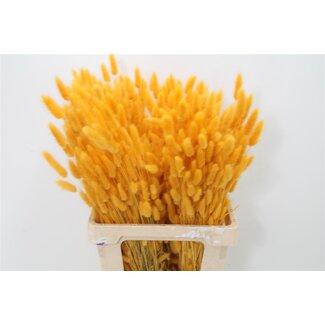 Freshy Lagurus Apricot (p. bos)