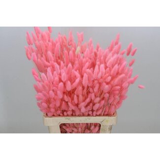 Freshy Lagurus Light Pink (p. bos)