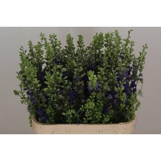 Freshy Consolida R Q Dark Blue Bio X60