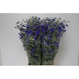 Freshy Delphinium En Volkerfried Ex