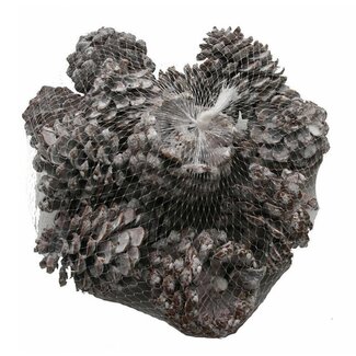 4A Dennenappels Pinus Pinea | Kleur: Naturel Wit Bruin | Kerst Decoratie | Diameter 9 centimeter | Per 15 dennenappels