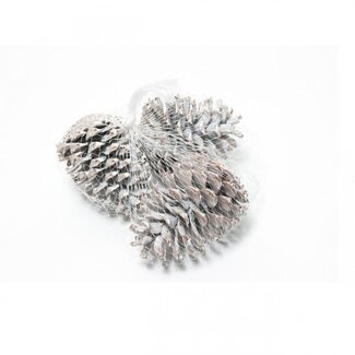 4A Dennenappels Maritima | Kleur: Naturel Wit Bruin | Kerst Decoratie | Diameter 10 - 12 centimeter | Per 15 dennenappels