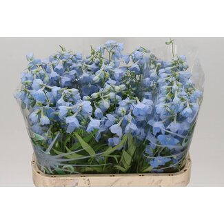 Freshy Delphinium En Ballkleid