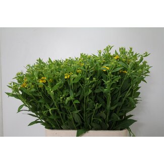 Freshy Helenium Kanaria xxl