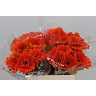 Freshy Gerbera * Candela x40
