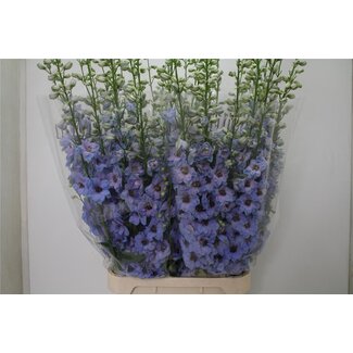 Freshy Delphinium Du Dew Azul