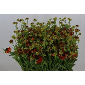 Freshy Helenium Rood