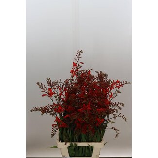 Freshy Crocosmia Lucifer