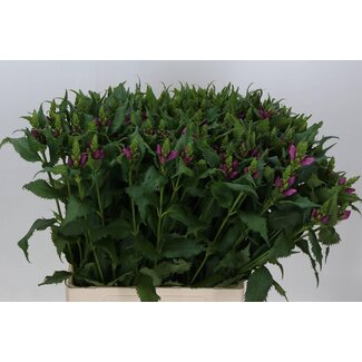 Freshy Chelone Obliqua