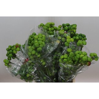 Freshy Capsicum A Cherry Green 500gr (p. bos)