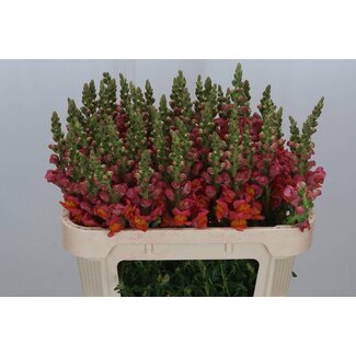Freshy Antirrhinum Poto Dark Orange Bio