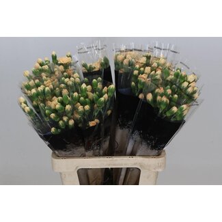Freshy Trosanjer Dune x25