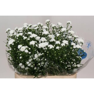 Freshy Aster Cassy
