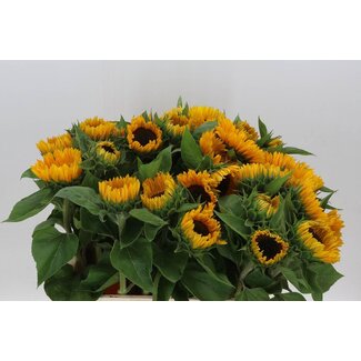 Freshy Helianthus Sunrich Provence Overtoom