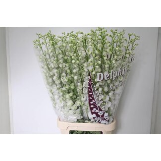Freshy Delphinium Du Dew White Smile