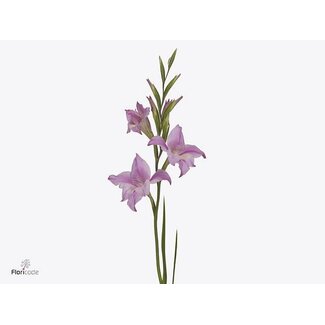 Freshy Gladiolus klein Charmin Lady