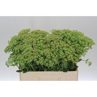 Freshy Sedum Spectabile St