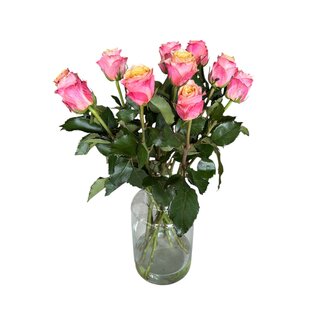Freshy Frische rosa creme Rosen "Mai Tai Pink Creamy" | ↕ 60 cm | Ø 5.5 pro Rose | pro 10 Rosen