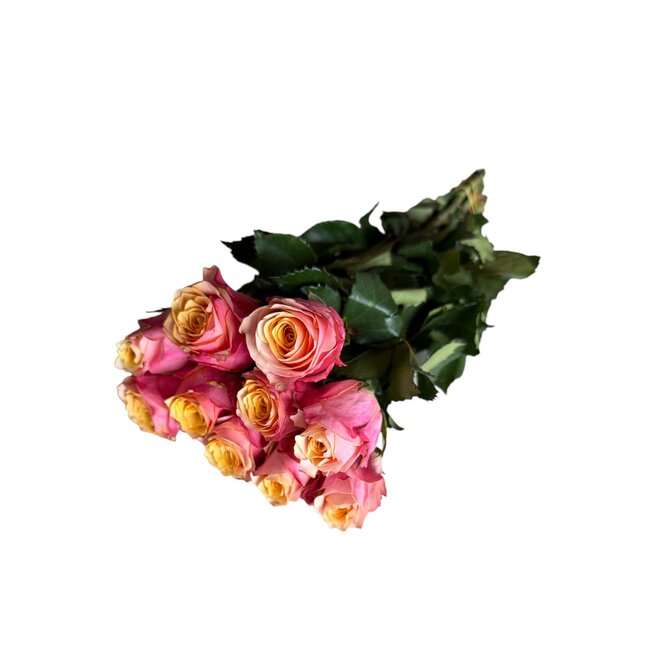 Frische rosa-creme Rosen "Mai Tai Pink Creamy" | ↕ 60 cm | Ø 5.5 pro Rose | Pro 10 Rosen