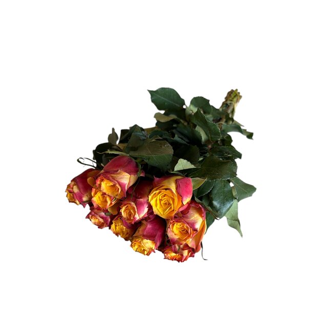 Frische rot-orange Rosen "Wild Fox Orange Red" | ↕ 60cm | Ø 5.5 cm pro Rose | Pro 10 Rosen