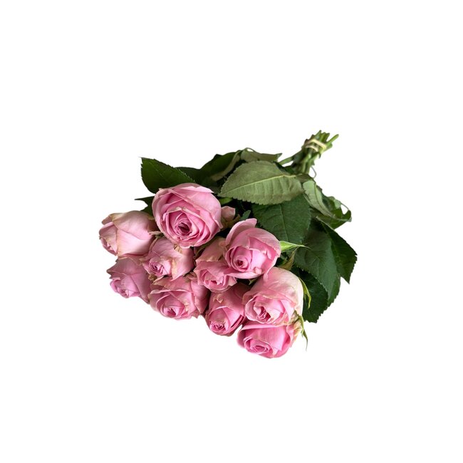 Frische rosa Rosen "Heidi Violet Pink" | ↕ 60cm | Ø 5.5 cm pro Rose | Pro 10 Rosen