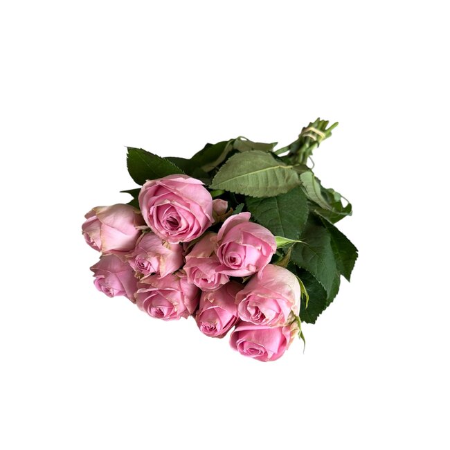 Frische rosa Rosen "Heidi Violet Pink" | ↕ 60cm | Ø 5.5 cm pro Rose | Pro 10 Rosen