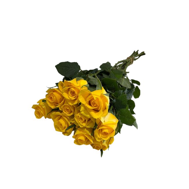 Fresh yellow roses "Moon Walk Bright Yellow" | ↕ 60cm | Ø 5.5 per rose | Per 10 roses