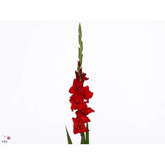 Freshy Gladiolus groot Red Balance