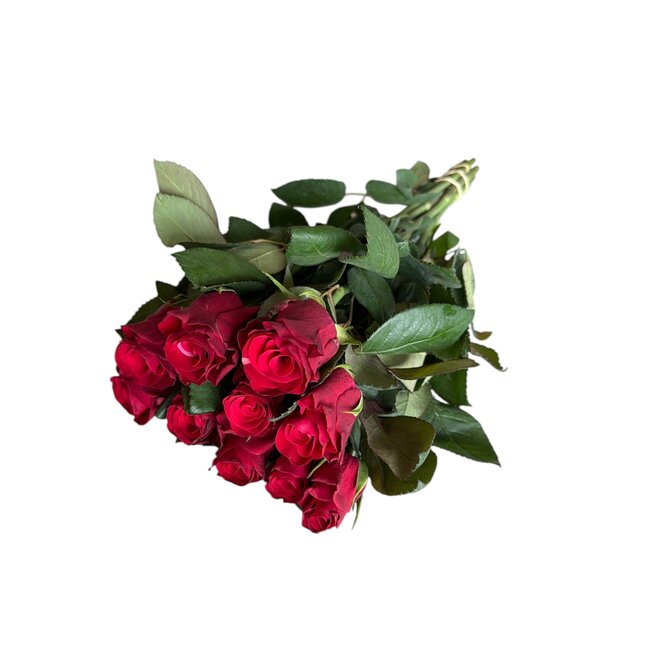 Fresh red roses "Tacazzi Vibrant Red"| ↕ 60 cm | Ø 5.5 cm per rose | Per 10 roses