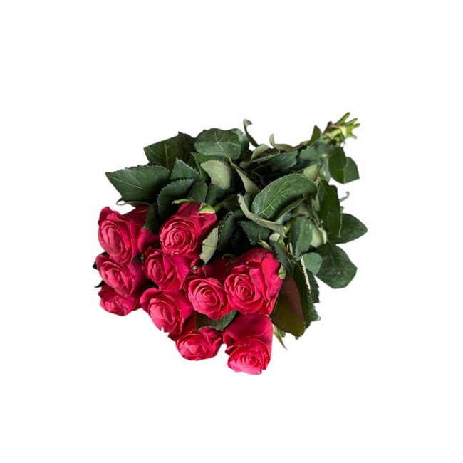 Fresh cherry-coloured roses "Tacazzi Cerise" | ↕ 60 cm | Ø 5.5 cm per rose | Per 10 roses