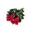 Fresh cherry-coloured roses "Tacazzi Cerise" | ↕ 60 cm | Ø 5.5 cm per rose | Per 10 roses