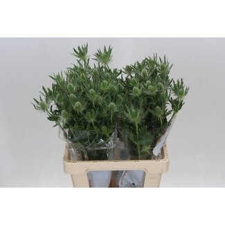 Freshy Eryngium Mag White Lagoon