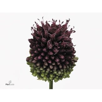 Freshy Allium Sphaerocephal