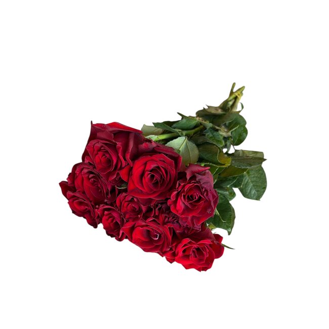 Fresh red roses "Ever Velvet Red" | ↕ 60cm | Ø 5.5 cm per rose | Per 10 roses