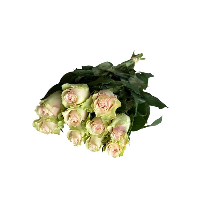 Fresh green-pink roses "La Belle Pink Green" | ↕ 60cm | Ø 5.5-6cm per rose | Per 10 roses