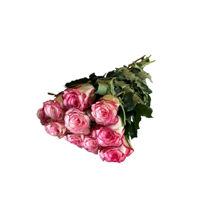 Fresh cherry-coloured roses "Glow Cerise" | ↕ 60cm | Ø 5.5 cm per rose | Per 10 roses