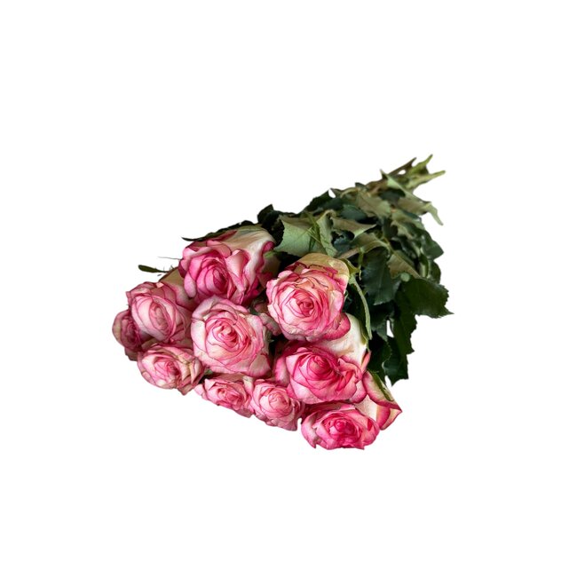 Fresh cherry-coloured roses "Glow Cerise" | ↕ 60cm | Ø 5.5 cm per rose | Per 10 roses