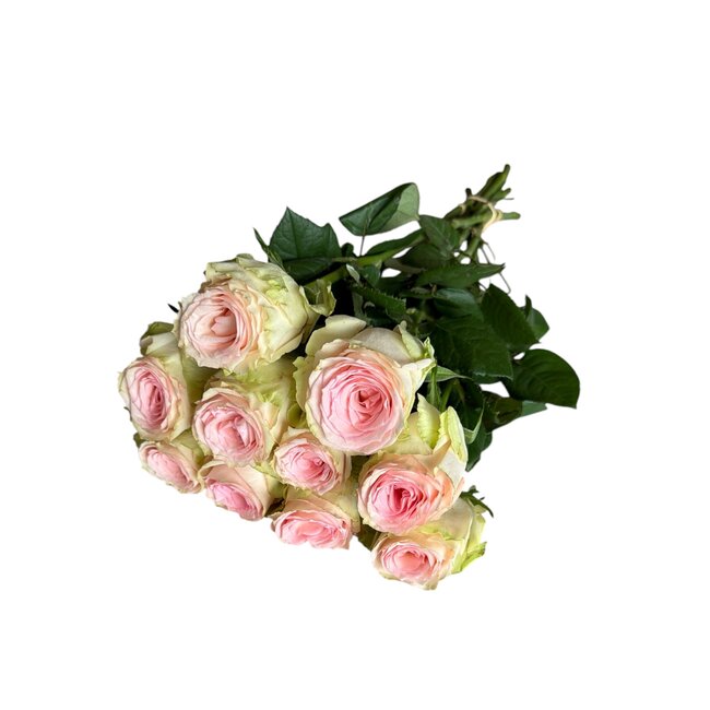 Fresh cream-pink roses "Esperance Pink Cream" | ↕ 60cm | Ø 5.5 per rose | Per 10 roses