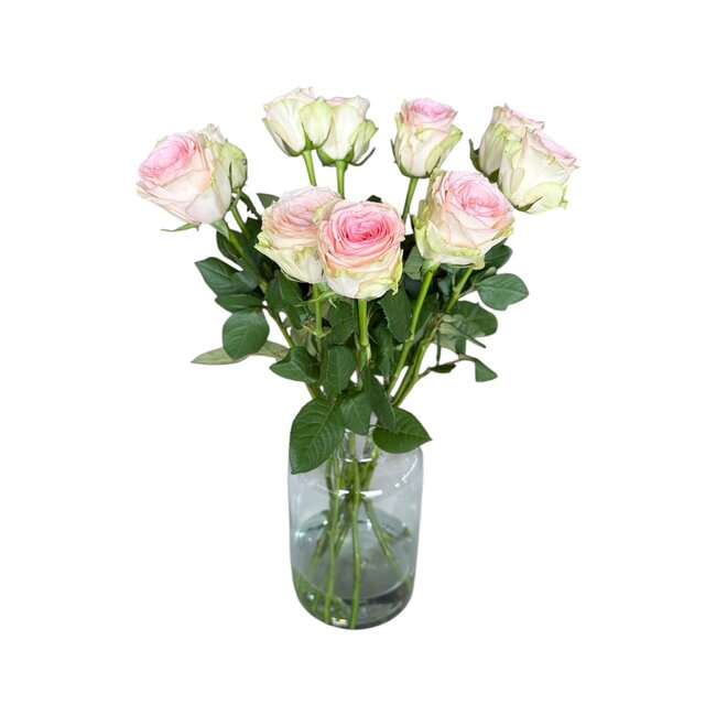 Fresh cream-pink roses "Esperance Pink Cream" | ↕ 60cm | Ø 5.5 per rose | Per 10 roses
