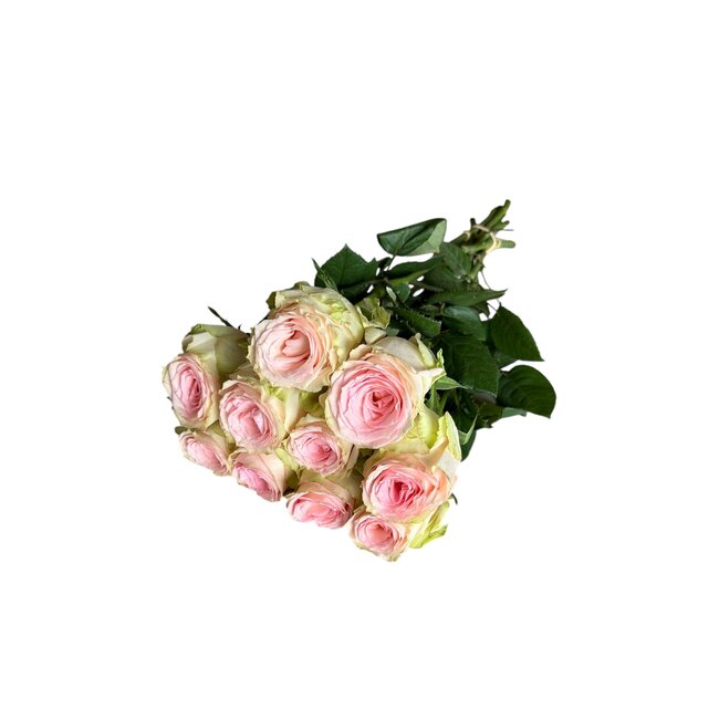 Fresh cream-pink roses "Esperance Pink Cream" | ↕ 60cm | Ø 5.5 per rose | Per 10 roses